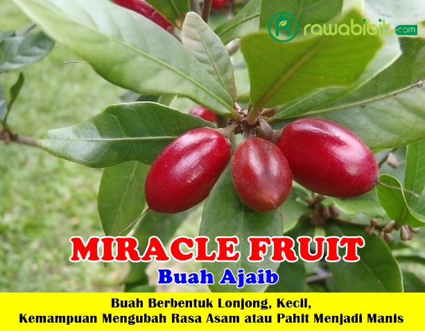 Buah Miracle Fruit