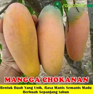Mangga Chokanan Unggul
