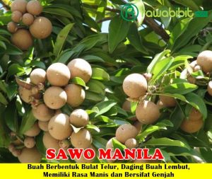 Sawo Manila