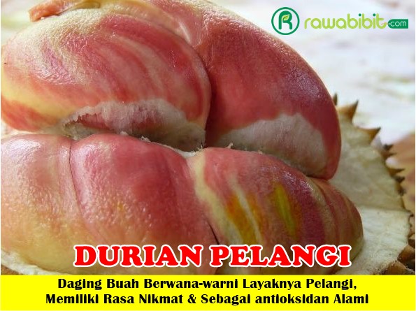 Durian Pelangi Unggul
