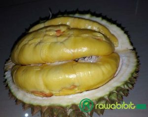 Buah Durian Musangking
