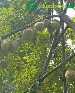 Pohon Durian Musangking