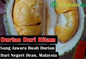 Sejarah Durian Duri Hitam