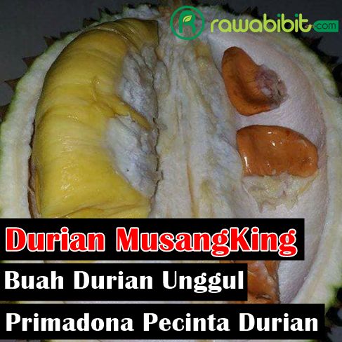 Sejarah Durian Musangking