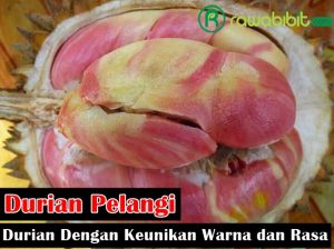 Sejarah durian pelangi