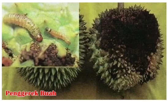 penggerek buah durian