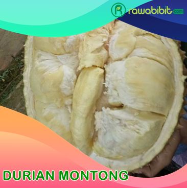 Grosir Bibit Durian montong