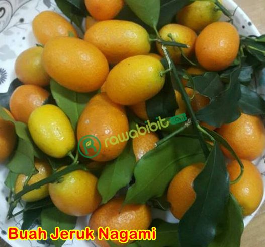 Buah jeruk Nagami