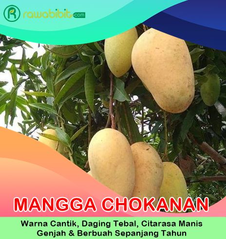 Mangga Chokanan