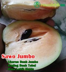 Buah Sawo Jumbo Vietnam