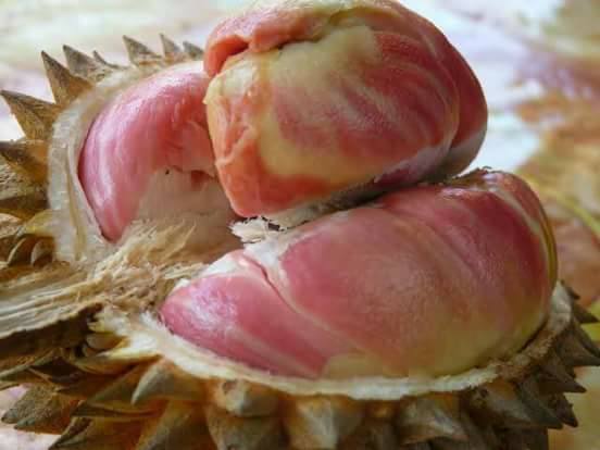 Durian Pelangi Papua
