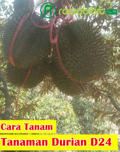 Cara tanam Durian D24