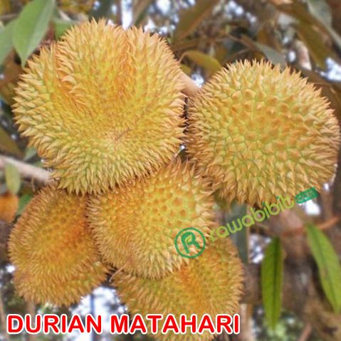 Buah-Durian-Matahari