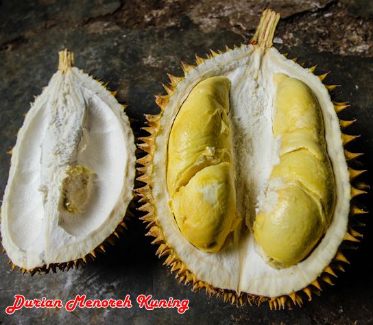 Durian-Menoreh-Kuning