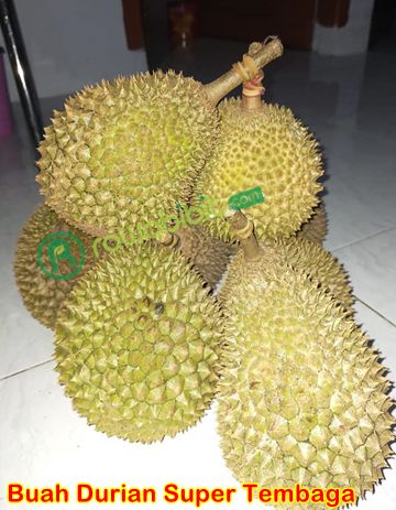 Buah Durian Super tembaga