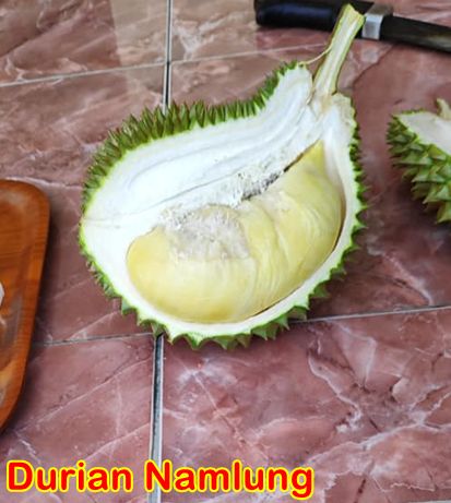 Durian Namlung