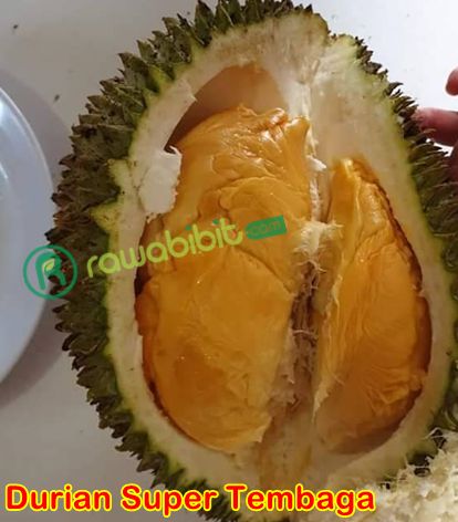 Durian Super Tembaga